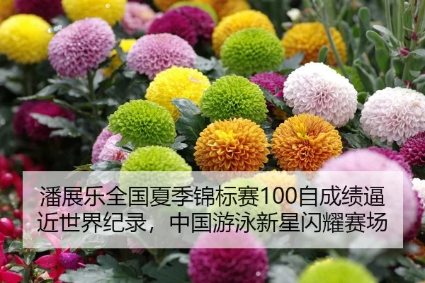 潘展乐全国夏季锦标赛100自成绩逼近世界纪录，中国游泳新星闪耀赛场